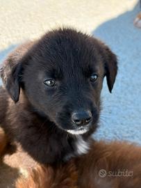 Cucciolino in adozione