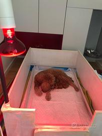 Cassa parto cani piccola taglia +set per cuccioli