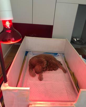 Cassa parto cani piccola taglia +set per cuccioli