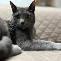 Gattino simil certosino