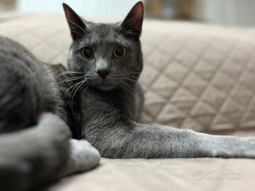 Gattino simil certosino