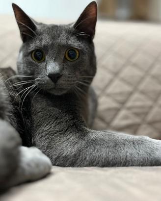 Gattino simil certosino