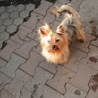 Yorkshire terrier