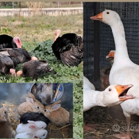 Tacchini ;conigli;Oca; Germani Reali; Galline