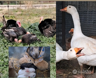 Tacchini ;conigli;Oca; Germani Reali; Galline