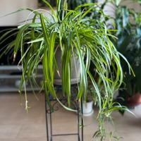 Pianta da appartamento Clorofito