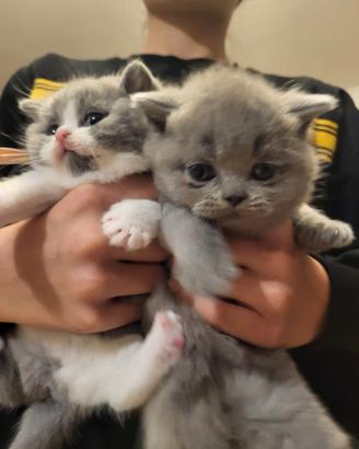 Cuccioli british shorthair