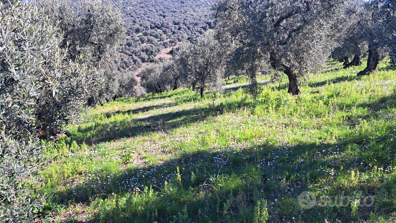 Terreno agricolo - Vista 4