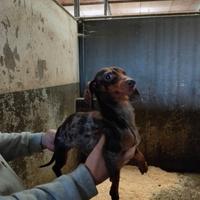 Bassotta kaninken Choco merle