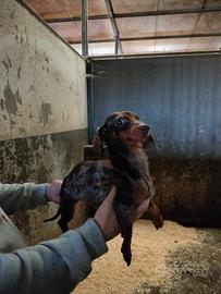 Bassotta kaninken Choco merle