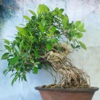 Bonsai di Fico, estate 2025, facile da tenere 50cm