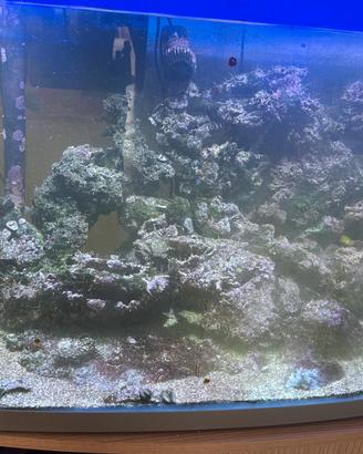 Rocce per acquario marino