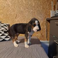 Cane - Segugio Finlandese