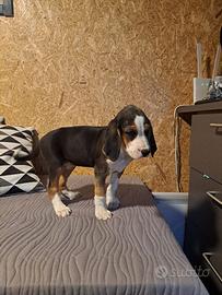 Cane - Segugio Finlandese