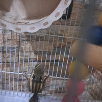 Scoiattolo dell'himalaya