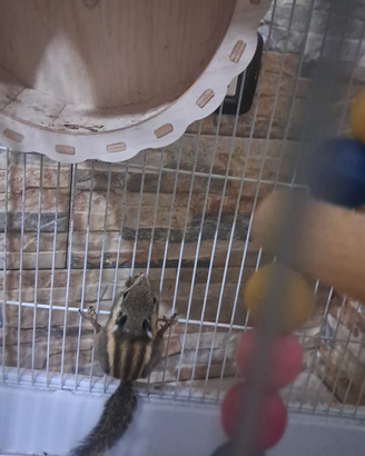 Scoiattolo dell'himalaya