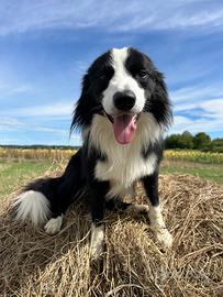 Maschio di border collie per accoppiamento