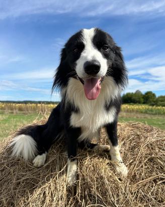 Maschio di border collie per accoppiamento
