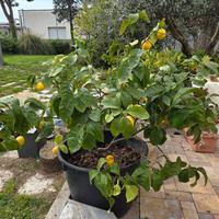 pianta limoni in vaso