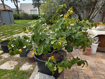 pianta limoni in vaso