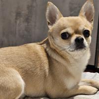 Stallone Chihuahua