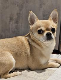 Stallone Chihuahua