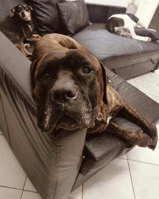 Cane corso