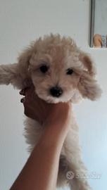 Maltipoo Toy maschietto