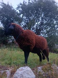 Agnella Yuran gigante pura 