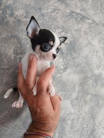 Chihuahua toy mosca