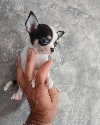 Chihuahua toy mosca
