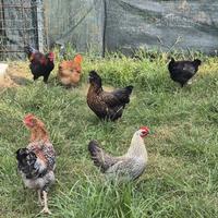 Galline ovaiole