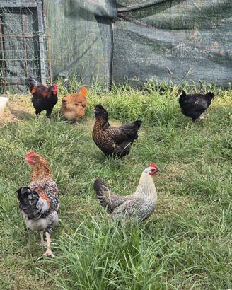Galline ovaiole