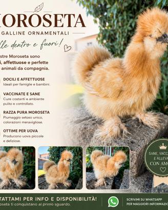 Galline Moroseta - Galline Ornamentali