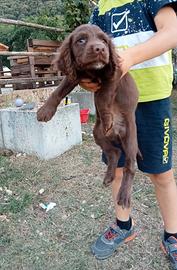 Cocker tartufo working cocker