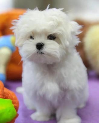 Maltese toy