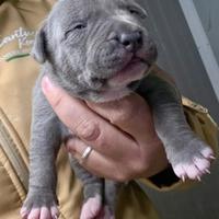 Cuccioli American Pitbull Terrier in standard UKC