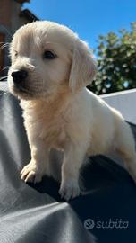 Golden retriever pedigree enci femmina