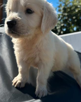 Golden retriever pedigree enci femmina