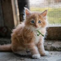 Gattini Maine Coon con pedigree