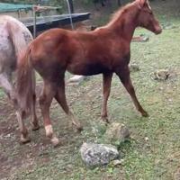 Puledra Quarter x Appaloosa