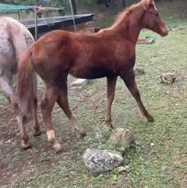 Puledra Quarter x Appaloosa