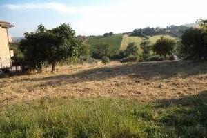 Terreno Edificabile con uliveto