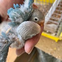 Inseparabili pulli Fischer pappagalli