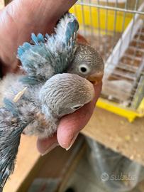 Inseparabili pulli Fischer pappagalli