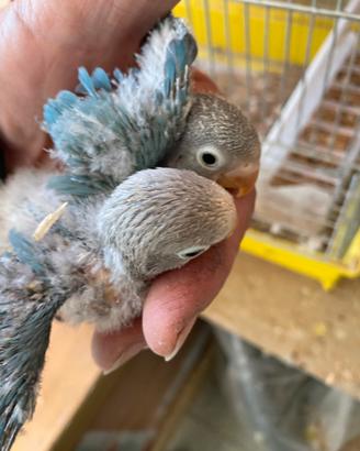 Inseparabili pulli Fischer pappagalli