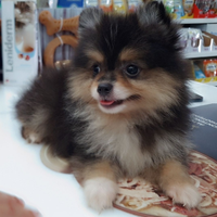 Spitz di Pomerania nano