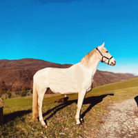 Cavallo sella italiano