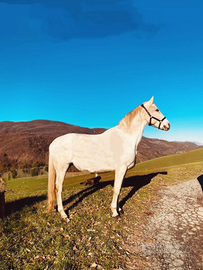 Cavallo sella italiano