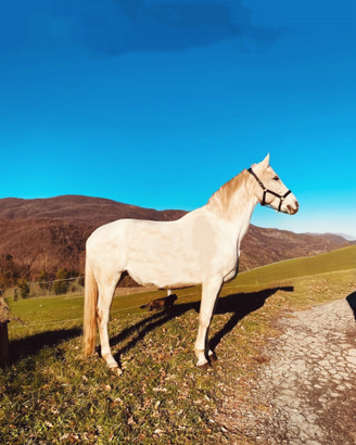 Cavallo sella italiano
